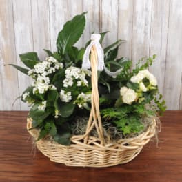 Basket garden of green plants with small white blooms and a lace-tied handle