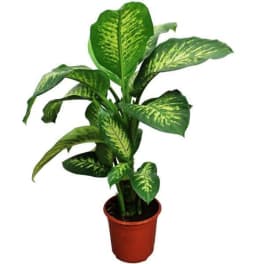 Potted green houseplant with variegated leaves in a plastic nursery pot