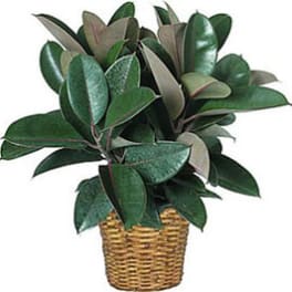 Potted plant with broad dark green leaves in a woven basket