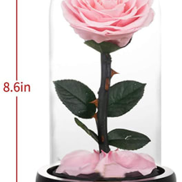 Pink rose under a glass dome on a black base