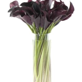 Dark purple calla lilies in a clear glass vase