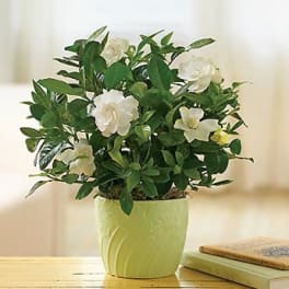 White flowers in a light green pot with dense foliage