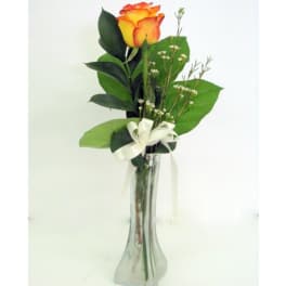 Single yellow-orange rose in a tall clear vase with a white ribbon