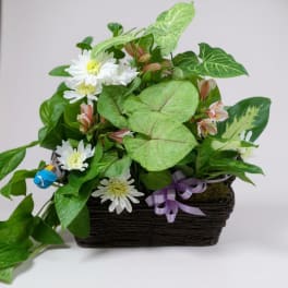 Basket arrangement of white daisies and assorted green foliage