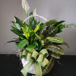 Assorted Green Plant Basket