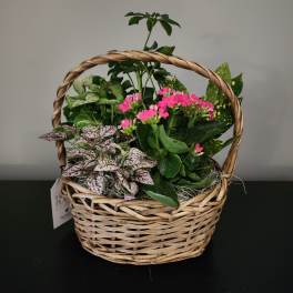 Basket garden of assorted green plants with small bright pink blooms in a woven handled basket