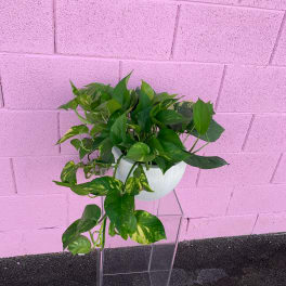 Potted trailing pothos plant in a white container on a clear stand