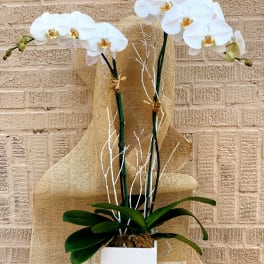 White orchids in a square white pot with burlap wrap