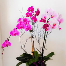 Tall orchid arrangement in pink and white with a black container