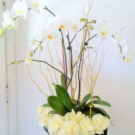 White orchids arranged in a black square container with pale flowers at the base.