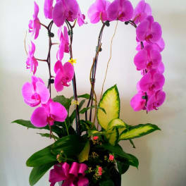 Orchid plant box arrangement