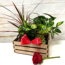 Wooden crate planter with assorted green plants and red bow, with a single red rose lying in front.