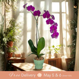 Local Fancy Phalaenopsis Garden (2 Stems)