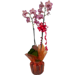 Tall potted pink phalaenopsis orchid with two blooming stems, red bow, and orange decorative wrap around the pot