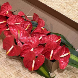 Bundle of red tropical flowers with pale centers packed in a cardboard box.