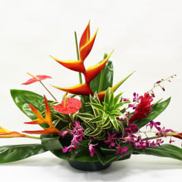 Tropical arrangement with orange and red blooms, purple orchids, and a variegated green plant in a low black bowl