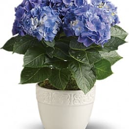Blue hydrangea plant in a white ceramic pot