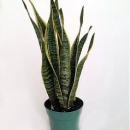 Potted snake plant with tall variegated leaves