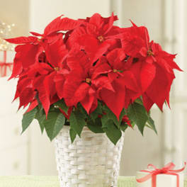 Red poinsettia plant in a white woven basket with a small gift box nearby