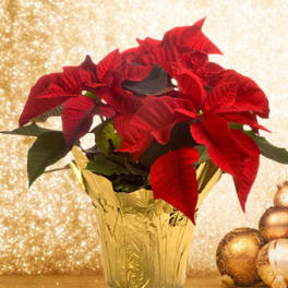 Red poinsettia plant in a gold foil pot