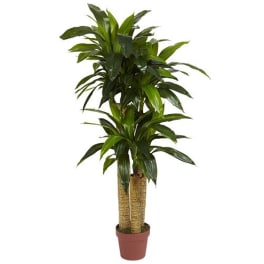 Tall potted plant with glossy green leaves and two cane-like trunks