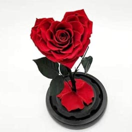 Single red rose in a black dome display case
