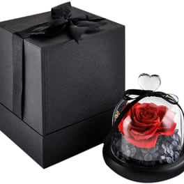 Red rose under a glass dome beside a black gift box