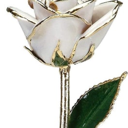 White rose with gold-trimmed petals and a green leaf