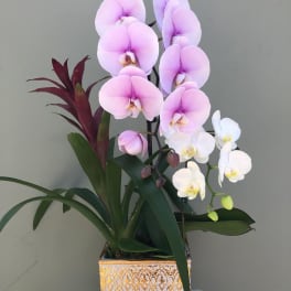 Pink and white orchids in a decorative square planter