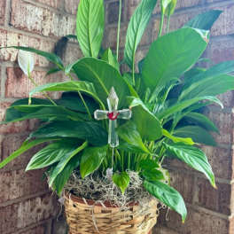 Potted peace lily in a woven basket with a clear cross ornament