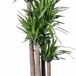 Potted dracaena plant with multiple tall trunks and spiky green leaves