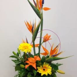 Tall tropical bouquet with orange bird-of-paradise and yellow daisies in a square vase