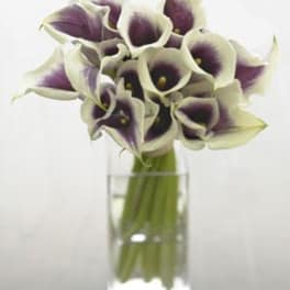 Purple and white calla lilies in a clear glass vase