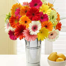Bright mixed gerbera daisies in a metal vase