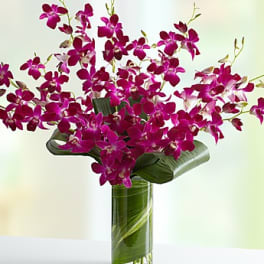 Magenta orchid arrangement in a clear glass vase