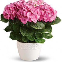 Pink hydrangea plant in a white decorative pot