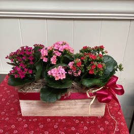 Potted flowering plants in a wooden gift box with a red ribbon