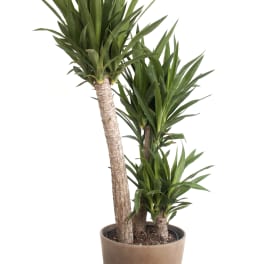 Potted dracaena plant with multiple leafy canes in a tan planter