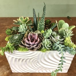 Succulent arrangement in a white textured planter