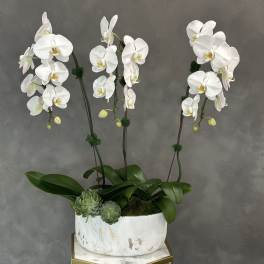 White orchids in a white planter with succulents