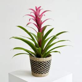 Bromeliad Plant