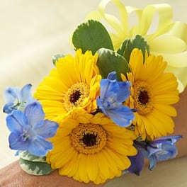 Yellow gerbera daisies with blue flowers and a ribbon wristlet corsage