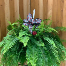 Hanging fern plant with a plaid bow and ladybug decoration