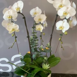White orchids arranged in a white bowl planter