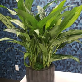Potted green houseplant with broad variegated leaves in a dark planter