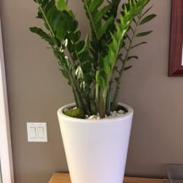 Tall potted green houseplant in a white planter