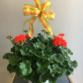 Potted geranium plant with red blooms and a plaid ribbon bow
