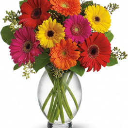 Colorful gerbera daisies arranged in a clear glass vase