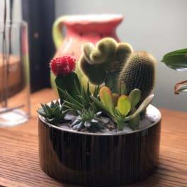 Small succulent arrangement in a dark round pot