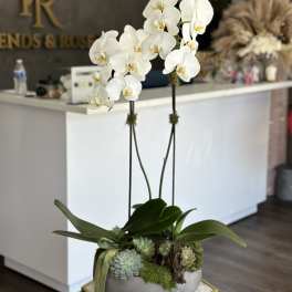 White orchids in a planter with succulents and moss